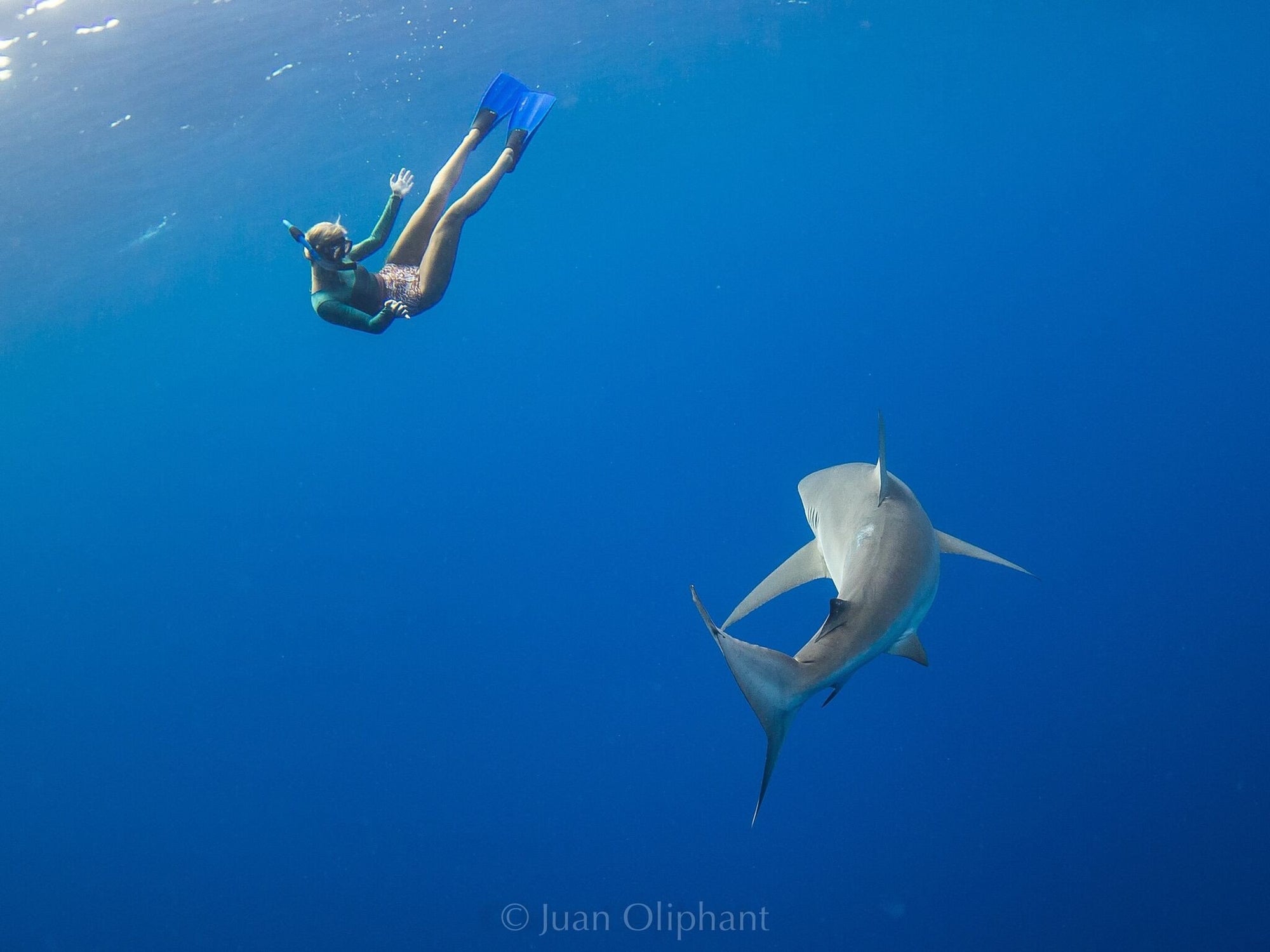 One Ocean Diving: What its like to Swim with Sharks in Hawaii